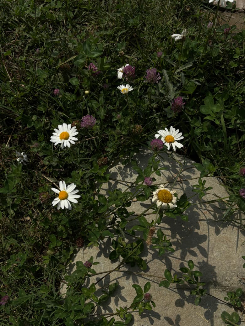 Garden Flowers
